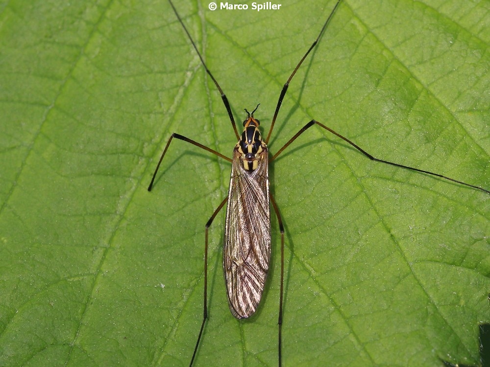 Tipulidae:   Nephrotoma sp.